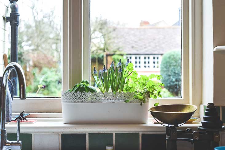 Comment végétaliser ses rebords de fenêtres selon les pièces ?