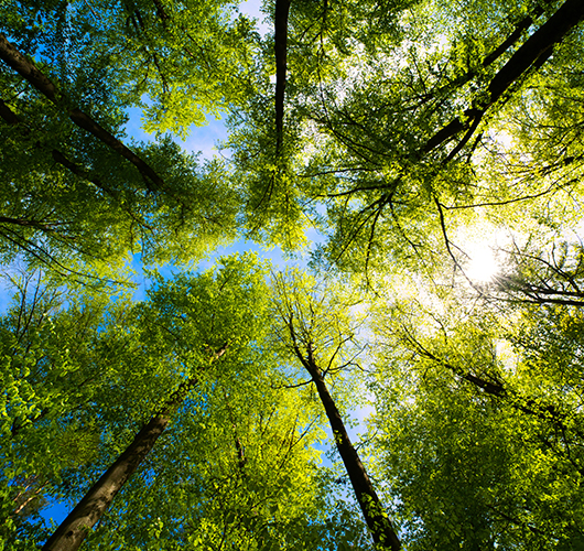 protection environnement au coeur de la demarche amcc